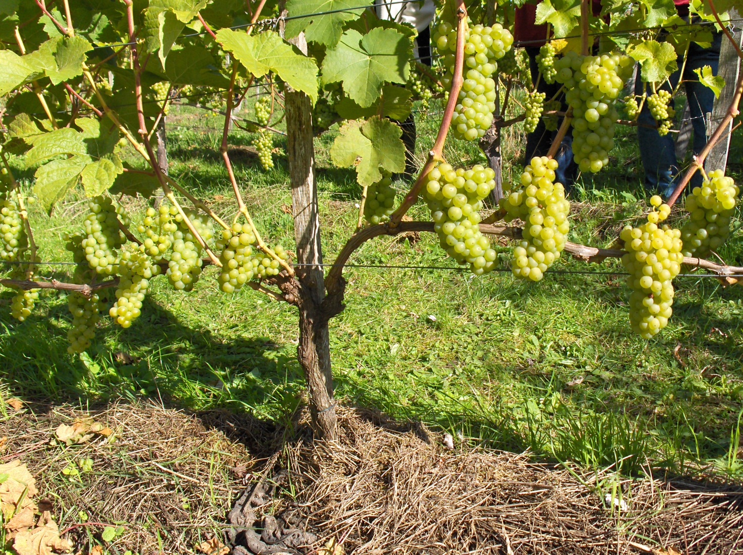 espalier2