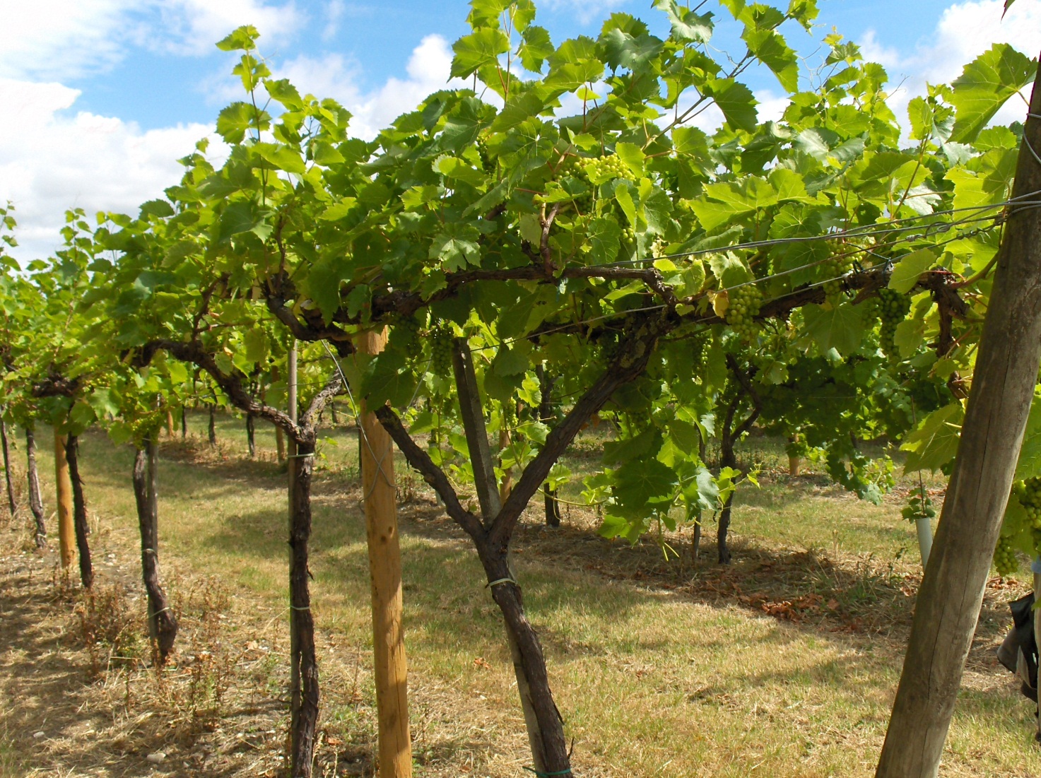 espalier3