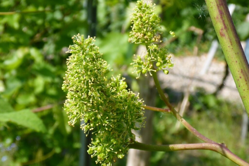 Blomstring